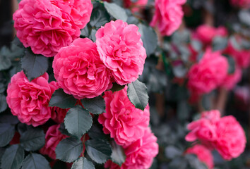 Pink roses. Background of blooming roses. garden of roses. Nature.