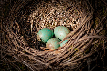 Naklejka na ściany i meble eggs in the nest
