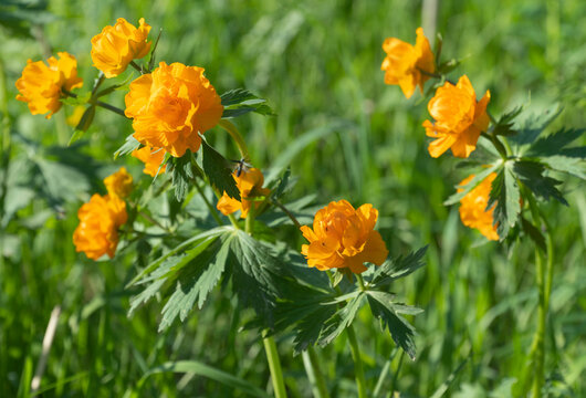 Trollius europaeus, bright flowers in the green grass. According to German and Scandinavian legends, this plant was considered a favorite flower of trolls.