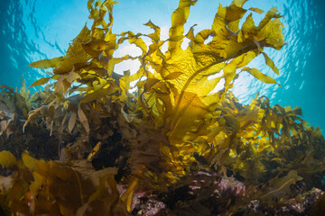 Seaweed and Sunlight