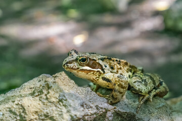 A large toad sits on a stone in Kamenetz-Podolsky