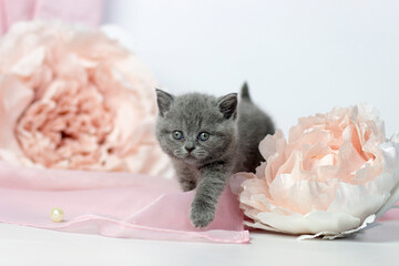 British shorthair kitten posing on a pink background. Cute cat. Pet life