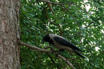 Hooded crow standing on tree branches