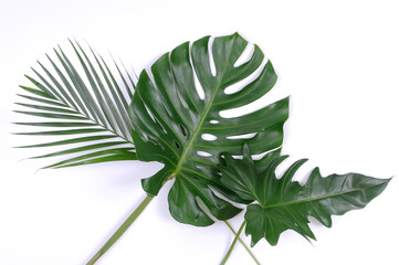 various of tropical green leaves for decoration on white background