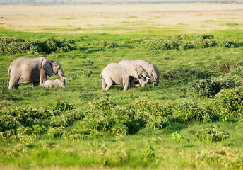 Elephants in Amboseli Nationalpark, Kenya, Africa