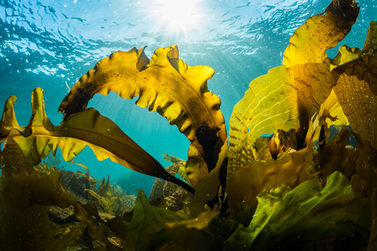 Seaweed and Sunlight