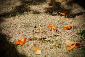 Butea monosperma on the ground
