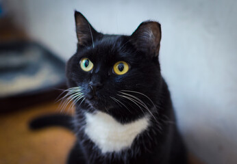 Black and white cat portrait