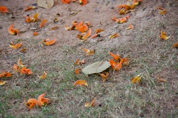 Butea monosperma on the ground 