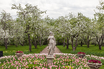 Spring in Moscow: statue of goddess Diana on the lawn with pink tulips in flowering apple orchard of Kolomenskoye park