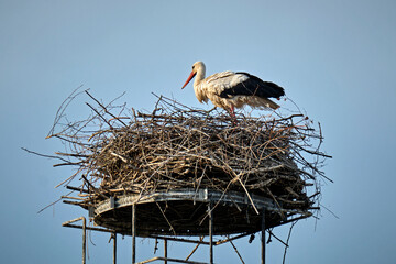 Ein Weißstorch ( Ciconia ciconia ) auf seinem Nest.