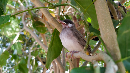 Baby Bird on a branch