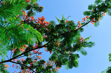 Beautiful red royal poinciana or flamboyant flower (Delonix regia) in summer