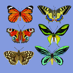 set of butterflies colorfull