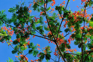 Beautiful red royal poinciana or flamboyant flower (Delonix regia) in summer