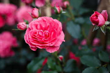 Pink roses. Background of blooming roses. garden of roses. Nature.
