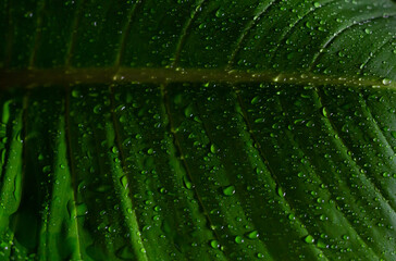 Green leaf with water drop on nature background