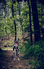 Cara im Wald