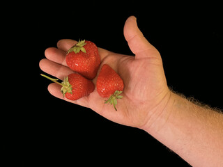 Red, ripe strawberries on a black background. Early berries in a man's hand. Sweet berry in the palm of your hand.