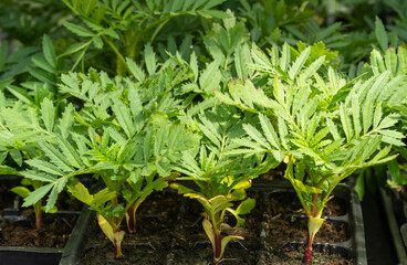 seasonal sale of seedlings. flower sprouts in pots. Tagetes Durango Tangerine are used in decorative floriculture
