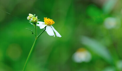 Beautiful little white bidens pilosa flowers blooming in spring