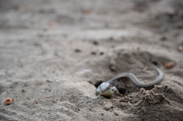 Lizzar in the sand - Lurch im Sand
