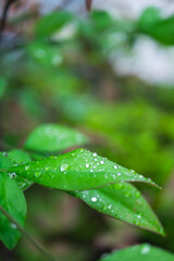 新緑