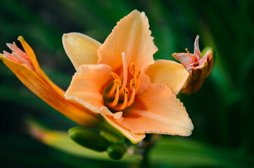 Orange flower