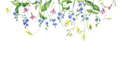 Watercolor composition of wild forest flowers on a white background
