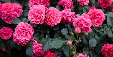 Pink roses. Background of blooming roses. garden of roses. Nature.