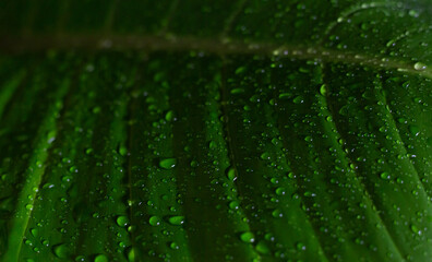 Green leaf with water drop on nature background