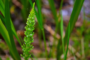 Horsetail or common Horsetail, or Tolkachik (Equisetum arvense) is a perennial herbaceous plant of the genus of the Horsetail family of horse-tails (Equisetaceae). Wild plants of Siberia