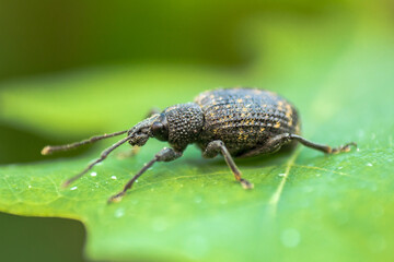 Macro Aufnahme von einem Rüsselkäfer