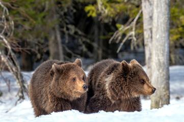 Bear cubs in winter forest. Natural habitat. Brown bear, Scientific name: Ursus Arctos Arctos.