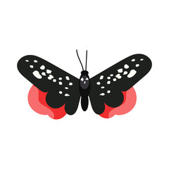 Catocala butterfly isolated . Black butterfly with white spots and red underwings. Insects concept. can be used for topics like nature, biology, fauna