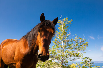 Wild horse on the mountain