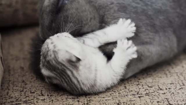 Close-up of a white-striped Scottish Fold kitten playing with a gray mother cat