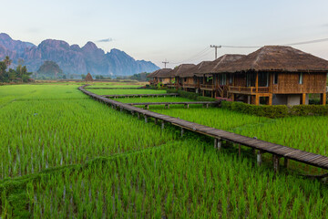 Wooden path and green rice field in Vang Vieng, Laos. Green rice fields and mountains, paddy field and Beautiful view