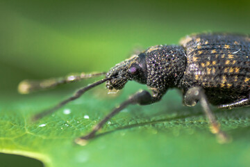 Macro Aufnahme von einem Rüsselkäfer