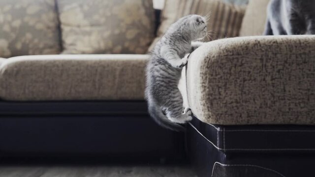 kitten breed Scottish Fold jumps deftly on the couch clinging to the claws