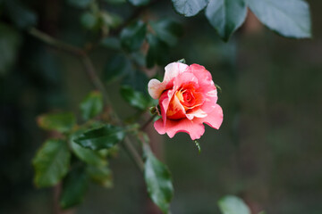 Fototapeta premium Pink roses. Background of blooming roses. garden of roses. Nature.