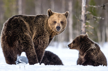 Obraz premium She-bear and bear cubs in winter. Natural habitat. Brown bear, Scientific name: Ursus Arctos Arctos.