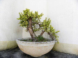 old bonsai tree with miniature ficus in a ceramic pot 