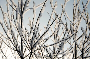 Branches in snow. Frost on tree branches