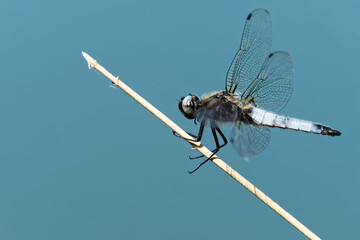 Spitzenfleck am Teich