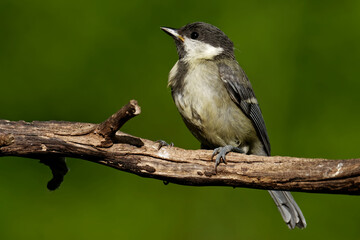 Obraz premium Juvenile Kohlmeise