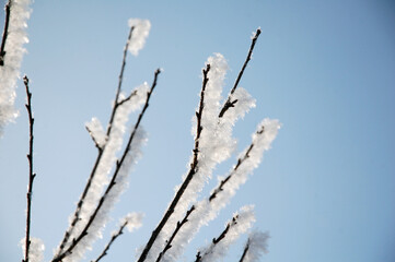 Branches in snow. Frost on tree branches