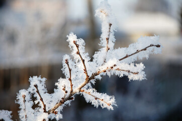 Snow covered branches. Frost covered branches