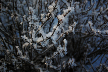 close up of the branches of the bush with frost