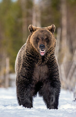 Bear opening its mouth. Brown bear in winter forest. Scientific name: Ursus Arctos. Natural Habitat.